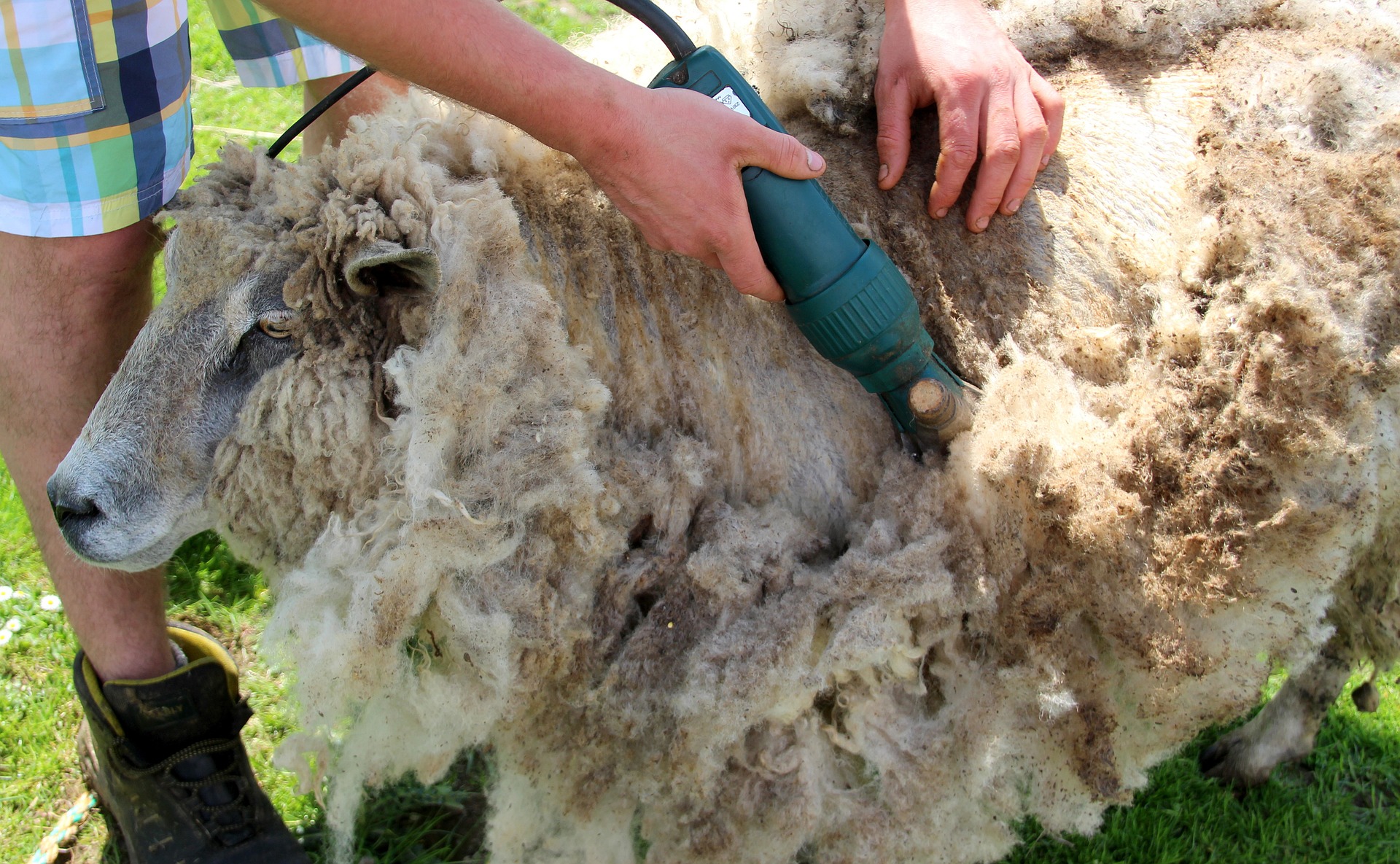 Sheep shearing